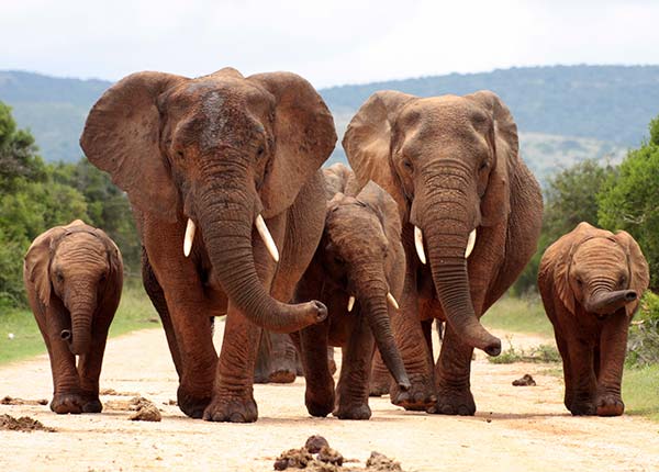 herd of elephants walking down the track at addo elephant national park south africa